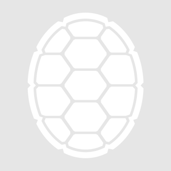 Placeholder photo of a white turtle shell for Lauren Logue