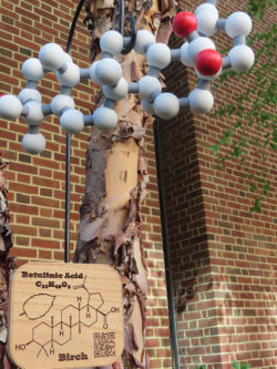 3D model of betulinic acid hanging from a birch tree in garden