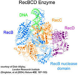 RecBCD enzyme