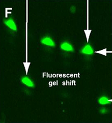 Fluorescent image
