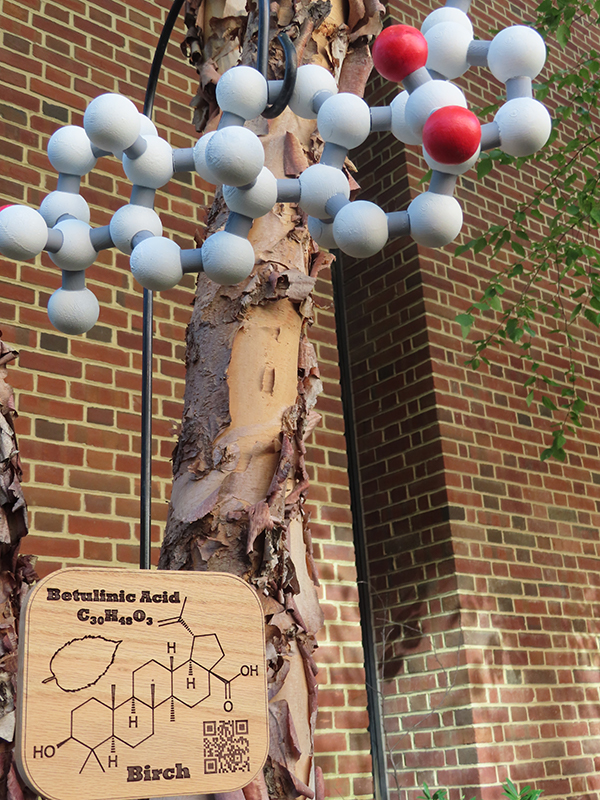 Molecule on birch tree