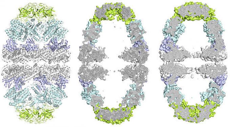 3D image of biological molecule