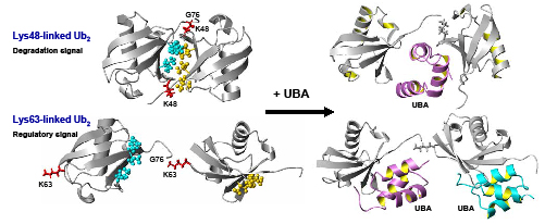 Poly-ubiquitin signaling in its recognition by various receptors.