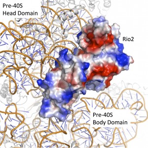 RIO kinases