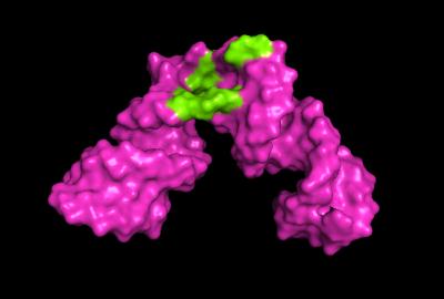 3D image of hepatitis RNA