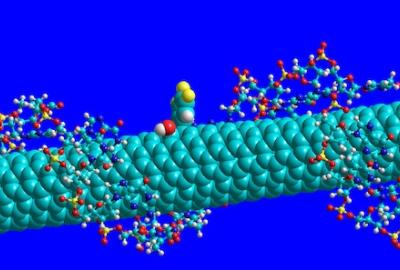Molecular model of quantum sensor.