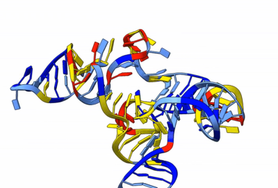 Graphic representation of RNA made up of different colored strands woven together.