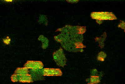 Red mechano-chemical waves (actin waves) guide the signaling molecules (green).