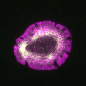 Actin and myosin shown in the actin rings of live T cells