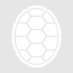 Placeholder photo of a white turtle shell for Lauren Logue